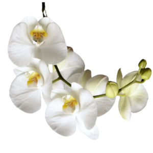 Orquídea