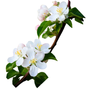 Flor de manzano