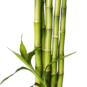 Bambu