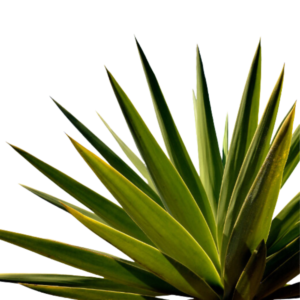Agave