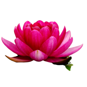 Flor de loto