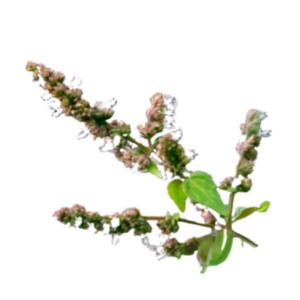 Pachuli